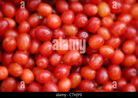 Cornelian Cherry - Europäische Cornel Früchte - Cornus Mas Arten Hartriegel. Osteuropa, Ukraine. Stockfoto