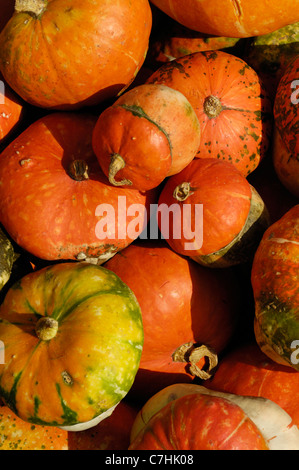 Gourdgs und Kürbisse Nahaufnahme Hintergrund Stockfoto