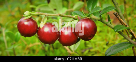 Preiselbeere mit Tropfen. Rote Reife Preiselbeere mit Tropfen nach Regen. Preiselbeere oder Preiselbeeren, Vaccinium Vitis-Idaea, drei rote Beeren. Stockfoto