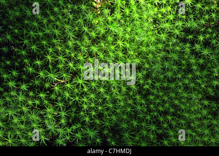 Grünes Moos Hintergrund. Sterne Moos (Polytrichum Commune) von oben gesehen. Stockfoto