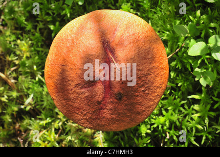 Speisepilz (Leccinum Aurantiacum) mit Orangen Kappen. Pilz Hut Stockfoto
