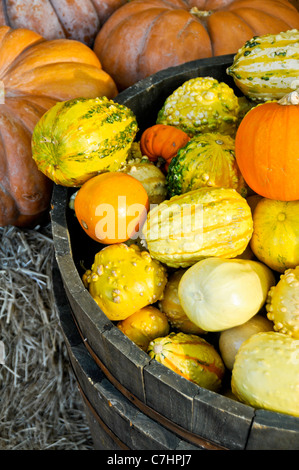 Kürbisse auf dem Display Stockfoto