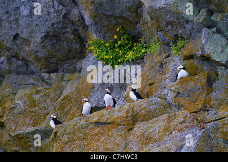 Gehörnte Papageientaucher, Kenai Fjords National Park, in der Nähe von Seward, Alaska. Stockfoto