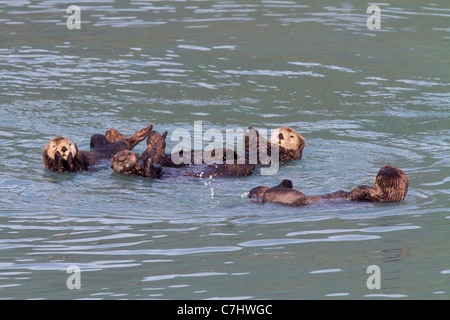 Seeotter, Kenai Fjords National Park, in der Nähe von Seward, Alaska. Stockfoto