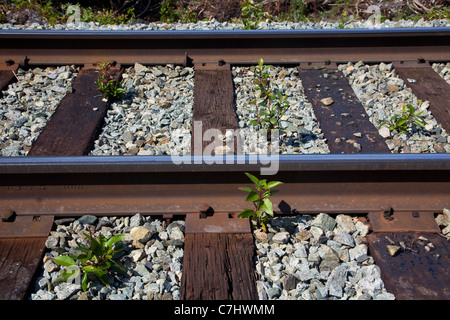 Pflanzen wachsenden auf den Spuren der Alaska Railroad nach Spencer Gletscher, Chugach National Forest, Alaska. Stockfoto