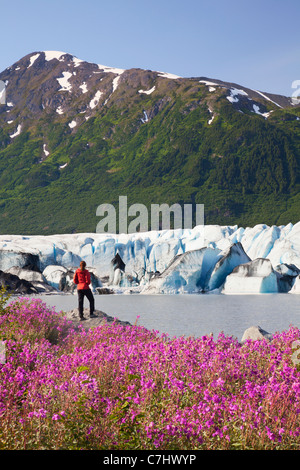 Ein Wanderer genießt die Wildblumen entlang des Sees vor Spencer Gletscher, Chugach National Forest, Alaska. Stockfoto