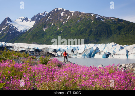 Ein Wanderer genießt die Wildblumen entlang des Sees vor Spencer Gletscher, Chugach National Forest, Alaska. Stockfoto