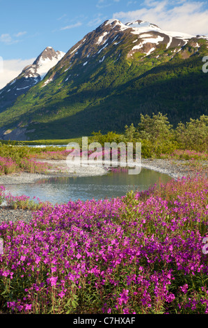 Wildblumen am Spencer Gletscher, Chugach National Forest, Alaska. Stockfoto