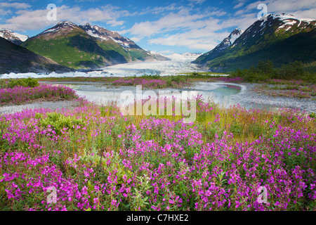 Wildblumen am Spencer Gletscher, Chugach National Forest, Alaska. Stockfoto