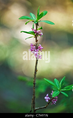 Daphne Mezereum sprießen in voller Blüte im Frühjahr Stockfoto