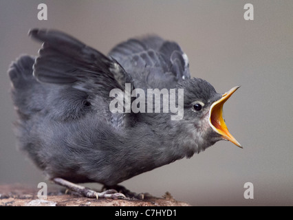 Amerikanische Wasseramseln (Cinclus Mexicanus), Chugach National Forest, in der Nähe von Seward, Alaska. Stockfoto