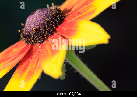 Makroaufnahme Gaillardia Stockfoto