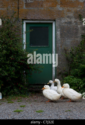 Gänse an der Hintertür warten. Stockfoto