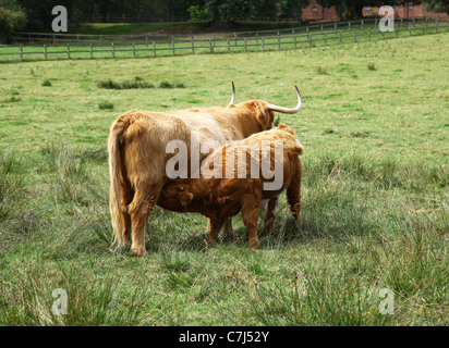 Eine Highland Kuh und ihr Kalb Spanferkel auf einem Feld am Cholmondeley Castle Cheshire, England, UK Stockfoto