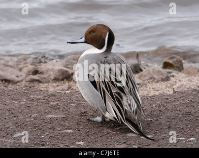 Männlichen wild Brown Pintail (Anas Acuta) Ente an Martin bloße WWT in Lancashire, England. Stockfoto