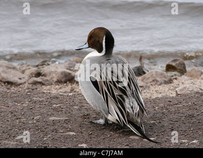 Männlichen wild Brown Pintail (Anas Acuta) Ente an Martin bloße WWT in Lancashire, England. Stockfoto