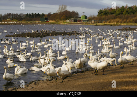 Schwäne die Überwinterung bei Martin bloße WWT, Geflügel Mute, Bewicks und Plätzen mit anderen Wasser. Stockfoto