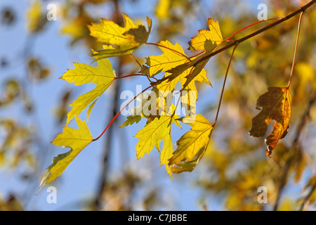 Kleiner Zweig der Silber-Ahorn mit Blätter in herbstlichen Farben. Stockfoto