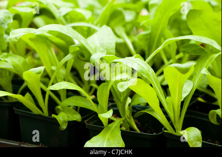 Ringelblume junge Pflanzen, Calendula Officinalis 'Citrus Cocktail', wächst in Blumentöpfe Stockfoto