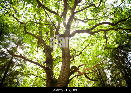 Sonne durch grüne Blätter von Oxfordshire Wald Stockfoto