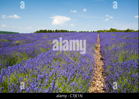 Feld Lavendel, Lavandula x intermedia Grosso bei Snowshill Lavender Farm, Worcestershire, England, Vereinigtes Königreich Stockfoto