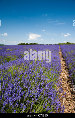 Feld Lavendel, Lavandula x intermedia Grosso bei Snowshill Lavender Farm, Worcestershire, England, Vereinigtes Königreich Stockfoto