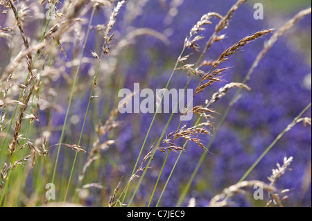 Lavendel, Lavandula x intermedia 'Grosso' und Gräser Stockfoto