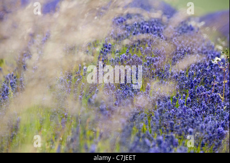 Lavendel, Lavandula x intermedia 'Grosso' und Gräser Stockfoto