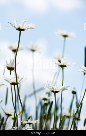 Oxeye Gänseblümchen, Leucanthemum Vulgare, in Blüte Stockfoto