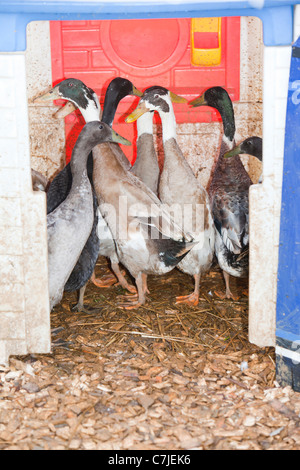 Indische laufenden Enten in einem Ente-Haus. Stockfoto