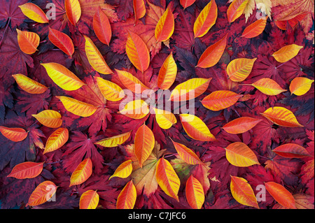 Herbst-Blatt-Muster. Japanischer Ahorn und verschiedene andere Blätter ändern Farben im Herbst. Stockfoto