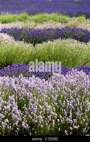 Bereich der gemischten Lavendel, Lavandula Angustifolia', bei Snowshill Lavender Farm, Worcestershire, England, Vereinigtes Königreich Stockfoto