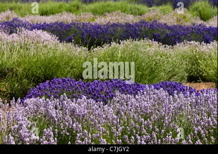 Bereich der gemischten Lavendel, Lavandula Angustifolia', bei Snowshill Lavender Farm, Worcestershire, England, Vereinigtes Königreich Stockfoto