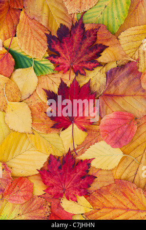 Acer und Herbst Blatt-Muster. Japanischer Ahorn und verschiedene andere Blätter ändern Farben im Herbst. Stockfoto
