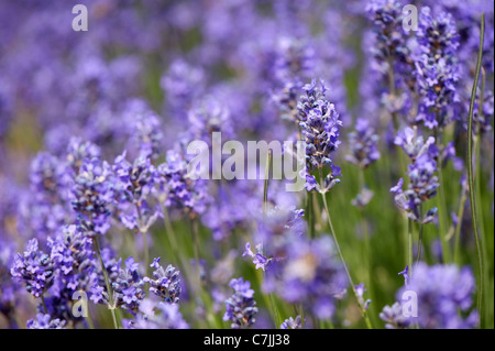 Englischer Lavendel, Lavandula Angustifolia 'Munstead' Stockfoto