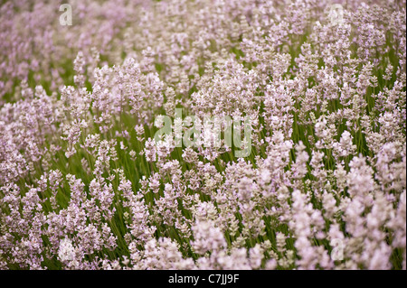 Englischer Lavendel, Lavandula Angustifolia 'Rosea' Stockfoto