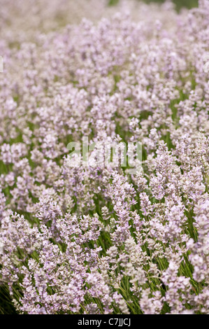 Englischer Lavendel, Lavandula Angustifolia 'Rosea' Stockfoto