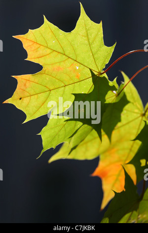 Ahornblätter in herbstlichen Farben auf dunklem Hintergrund. Stockfoto