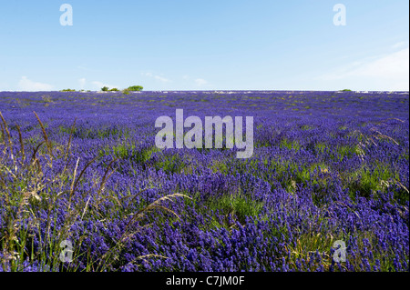 Feld Lavendel, Lavandula x intermedia Grosso bei Snowshill Lavender Farm, Worcestershire, England, Vereinigtes Königreich Stockfoto