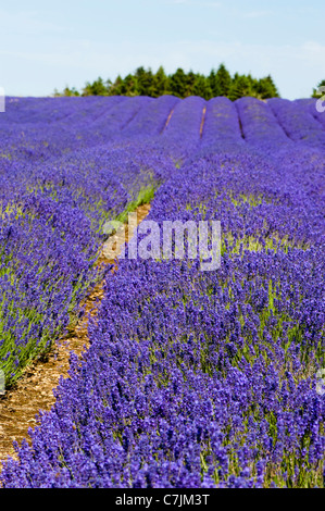 Feld Lavendel, Lavandula x intermedia Grosso bei Snowshill Lavender Farm, Worcestershire, England, Vereinigtes Königreich Stockfoto