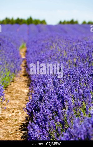 Feld Lavendel, Lavandula x intermedia Grosso bei Snowshill Lavender Farm, Worcestershire, England, Vereinigtes Königreich Stockfoto