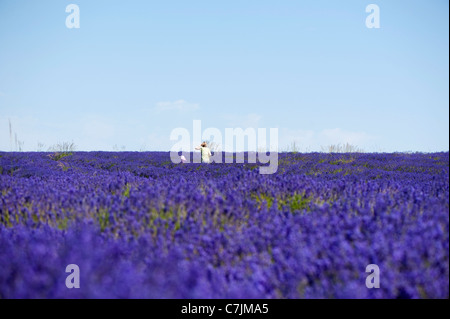 Feld Lavendel, Lavandula x intermedia Grosso bei Snowshill Lavender Farm, Worcestershire, England, Vereinigtes Königreich Stockfoto