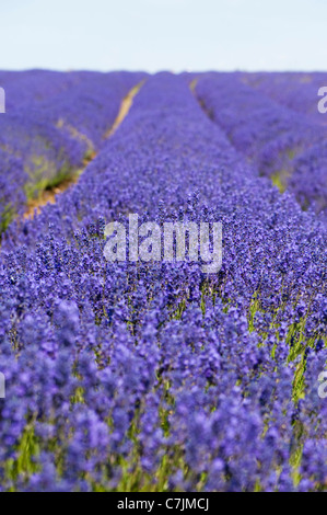 Feld Lavendel, Lavandula x intermedia Grosso bei Snowshill Lavender Farm, Worcestershire, England, Vereinigtes Königreich Stockfoto