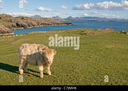 Jungen schottischen Hochlandrinder in der Nähe von Clachtoll, mit den fernen Gipfeln des Suilven, Mor Cul, Cul Beag, Stac Pollaidh Stockfoto