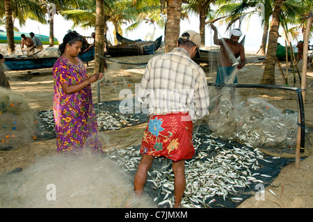 Küstenfischerei Gemeinschaft tendenziell zum Trocknen in der Sonne am Marari Beach, Mararikulam, in der Nähe von Cochin, Kerala, Indien zu fangen Stockfoto