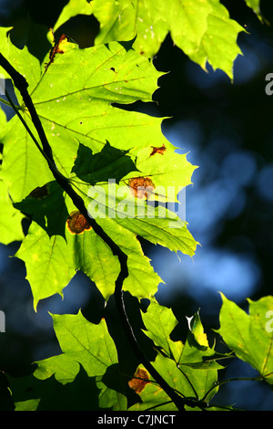 Ahornblätter in herbstlichen Farben auf dunklem Hintergrund. Stockfoto