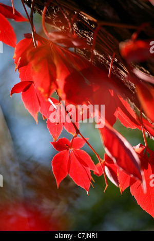 Nahaufnahme von Ivy Zweig mit roten Blättern auf den Stamm der Kiefer über unscharfen Hintergrund Stockfoto