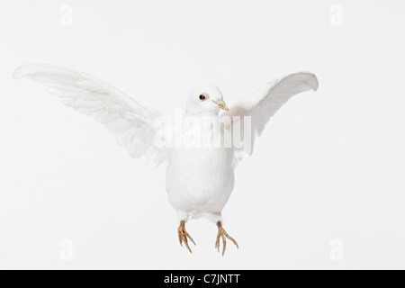 Der weiße Taube fliegen hautnah Stockfoto