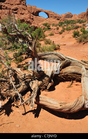 Ein toter Wacholder auf dem Weg zur Skyline Arch im Arches National Park Stockfoto