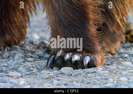 Männliche braun / Grizzly Bear Lake-Clark-Nationalpark, Alaska. Stockfoto